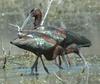 White-faced Ibis (Plegadis chihi) - Wiki