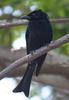 Drongo (Family: Dicruridae) - Wiki