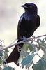 Fork-tailed Drongo (Dicrurus adsimilis) - Wiki