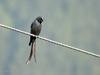 Ashy Drongo (Dicrurus leucophaeus) - Wiki