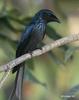 Bronzed Drongo (Dicrurus aeneus) - Wiki