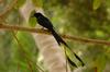 Greater Racket-tailed Drongo (Dicrurus paradiseus) - Wiki