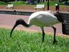 Australian White Ibis (Threskiornis molucca)