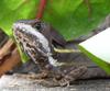 Brown Basilisk (Basiliscus vittatus) - Wiki