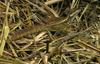 Common Basilisk (Basiliscus basiliscus) - Wiki