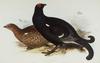 Eurasian Black Grouse (Tetrao tetrix) - Wiki