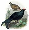 Caucasian Black Grouse (Tetrao mlokosiewiczi) - Wiki