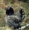 Siberian Grouse (Falcipennis falcipennis) - Wiki