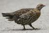 Spruce Grouse (Falcipennis canadensis) female