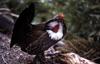 Blue Grouse (Dendragapus obscurus) - Wiki