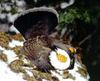 Sooty Grouse (Dendragapus fuliginosus) male