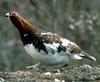 Willow Grouse (Lagopus lagopus) - Wiki