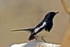 Oriental Magpie Robin (Copsychus saularis) - Wiki