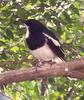 Magpie-robin (Family: Muscicapidae) - Wiki