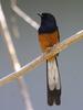 White-rumped Shama (Copsychus malabaricus) - Wiki