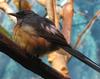 White-rumped Shama Thrush (Copsychus malabaricus)