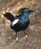 Seychelles Magpie Robin (Copsychus sechellarum) - Wiki