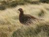 Red Grouse (Lagopus lagopus scoticus) - Wiki