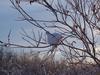 Rock Ptarmigan (Lagopus muta) in Winter plumage