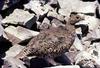 Grouse (Family: Tetraonidae, Genus: Lagopus) - Wiki