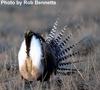 Gunnison Sage-Grouse (Centrocercus minimus) - Wiki