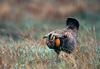 Greater Prairie Chicken (Tympanuchus cupido) - Wiki