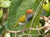 Dark-necked Tailorbird (Orthotomus atrogularis) - Wiki