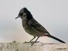 Bulbul (Family: Pycnonotidae) - Wiki