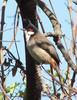 Red-whiskered Bulbul (Pycnonotus jocosus) - Wiki