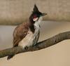 Red-whiskered Bulbul (Pycnonotus jocosus) after bath