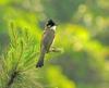 Brown-breasted Bulbul (Pycnonotus xanthorrhous) - Wiki