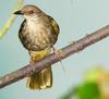 Olive-winged Bulbul (Pycnonotus plumosus) - Wiki