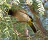 Black-fronted Bulbul (Pycnonotus nigricans) - Wiki