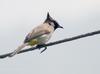 Himalayan Bulbul (Pycnonotus leucogenys) - Wiki