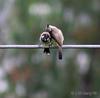 Himalayan Bulbul (Pycnonotus leucogenys)