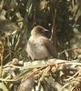 Common Bulbul (Pycnonotus barbatus) - Wiki