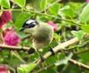 Light-vented Bulbul (Pycnonotus sinensis) - Wiki