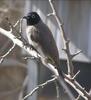 White-spectacled Bulbul (Pycnonotus xanthopygos) - Wiki