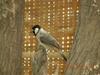 White-eared Bulbul (Pycnonotus leucotis) - Wiki