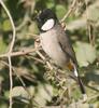 White-eared Bulbul (Pycnonotus leucotis)