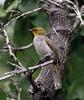 Yellow-throated Bulbul (Pycnonotus xantholaemus) - Wiki