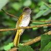 Mountain Bulbul (Hypsipetes mcclellandii) - Wiki