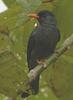 Black Bulbul (Hypsipetes leucocephalus) - Wiki