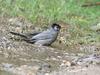 Black Bulbul (Hypsipetes leucocephalus) taking bath