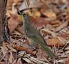 Long-billed Bernieria (Bernieria madagascariensis) - Wiki