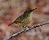 Long-billed Bernieria (Bernieria madagascariensis)