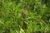 Sombre Greenbul (Andropadus importunus) - Wiki