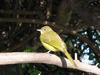 Yellow-bellied Greenbul (Chlorocichla flaviventris) - Wiki