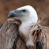 Vulture (Falconiformes Accipitridae (part); Ciconiiformes Cathartidae) - Wiki