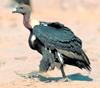 White-rumped Vulture (Gyps bengalensis)